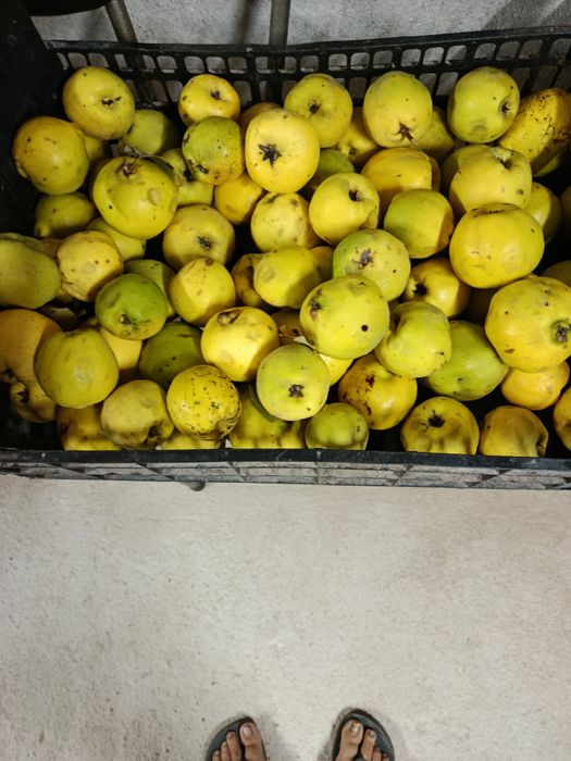 Marmelos biológico