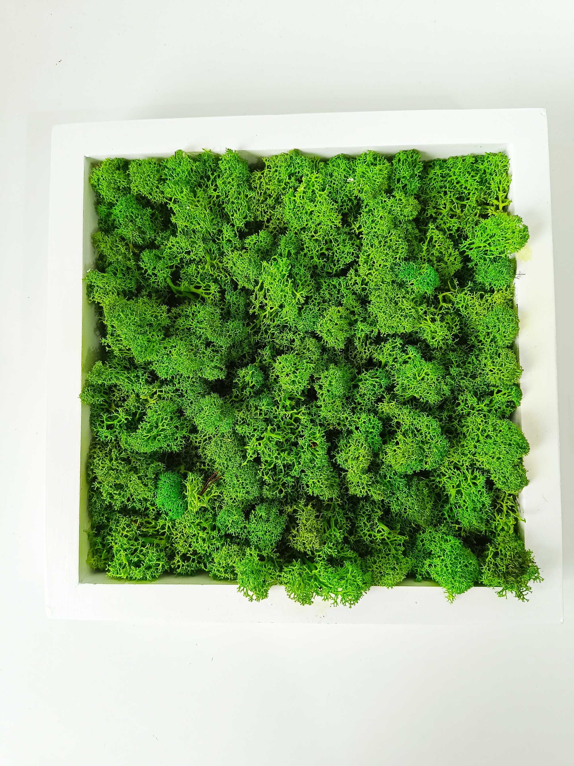 Obraz mech chrobotek 25,5x25,5 Apple green