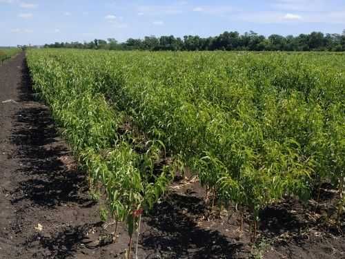 Крупноплодные саженцы персика, нектарина, абрикоса, киви опт и розница