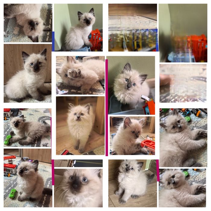 Kotki neva masquerade