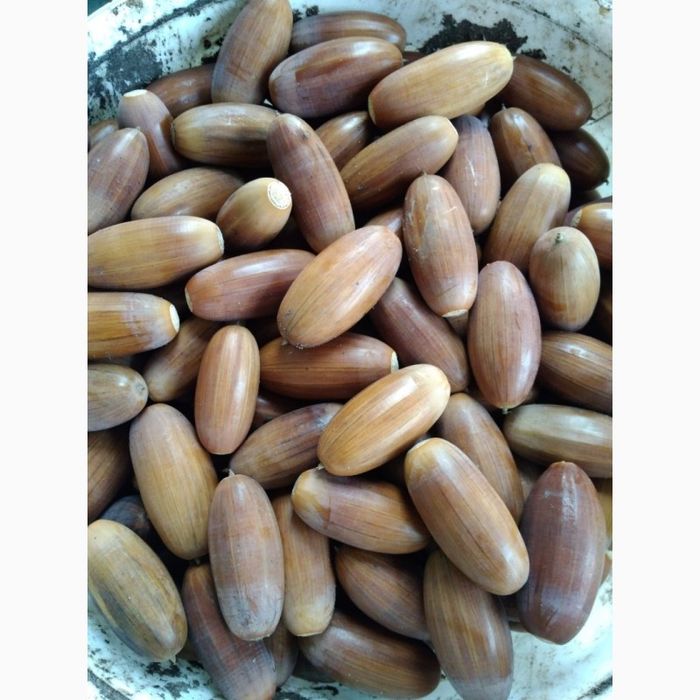 Продам цьогорічний жолудь дуба звичайного/жолудь 2025