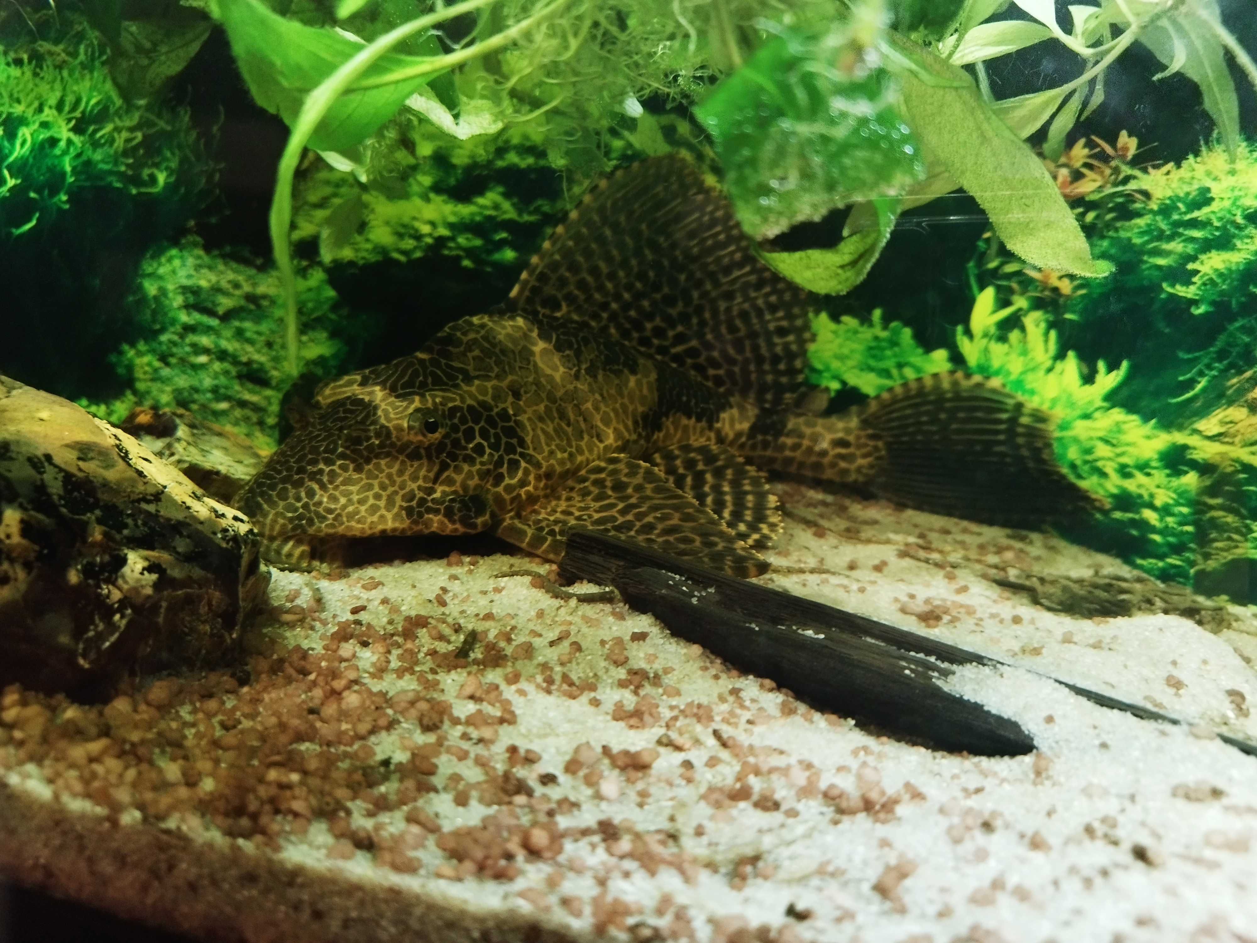 Glonojad lamparci