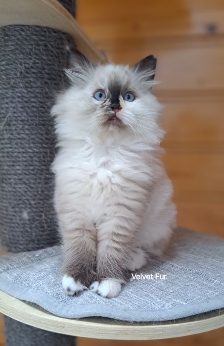 Neva masquerade kot kotka syberyjska colorpoint