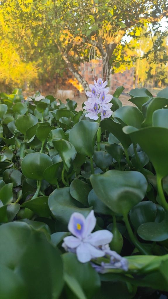 Planta para lago