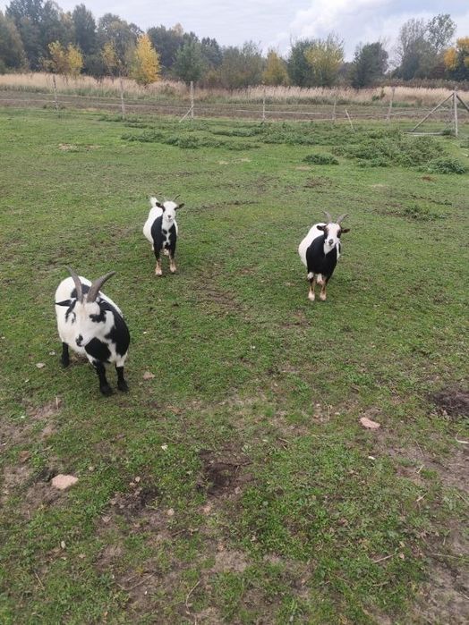 Kozy miniaturki  3sztuki