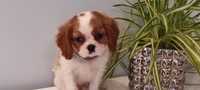 Cavalier King Charles spaniel piesek z rodowodem