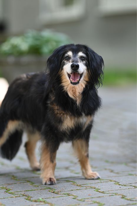 Gapek szuka domu tymczasowego lub stałego