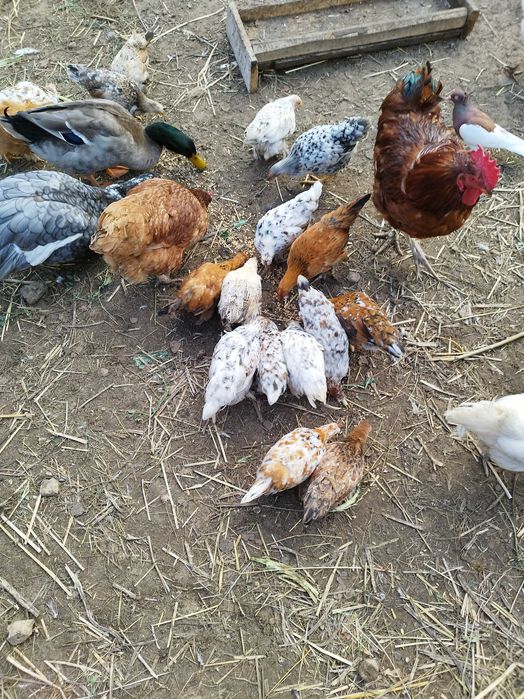 Małe kurki liliputki