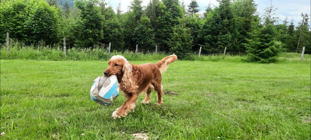 Cocker spaniel angielski