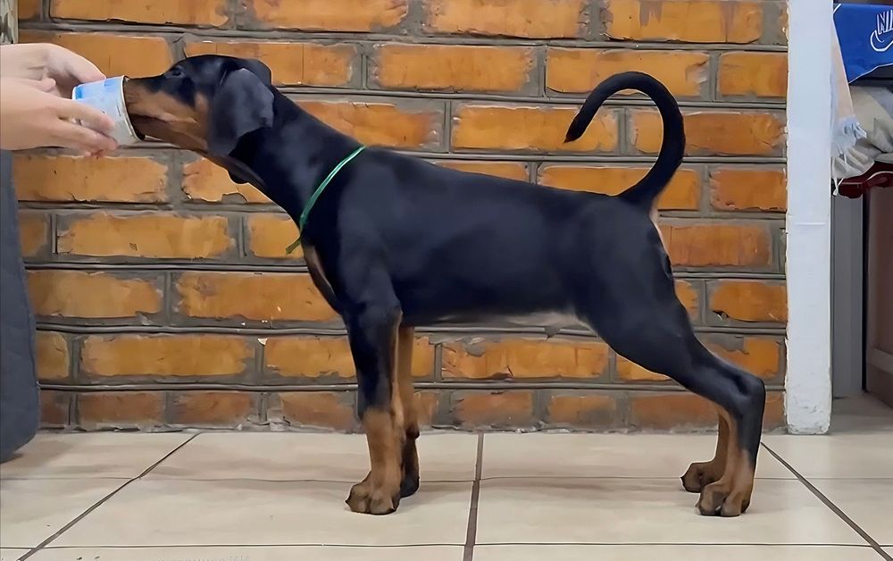 Щенки цуценята добермана, найкращі. Розплідник,гарантія, доставка