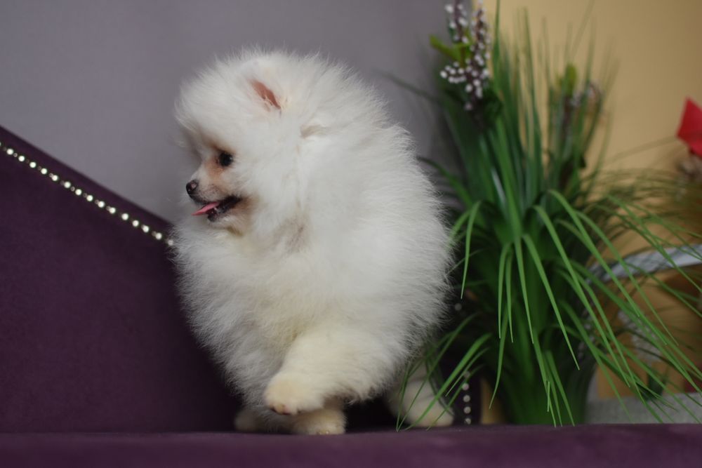 Дві Сестрички померанчики