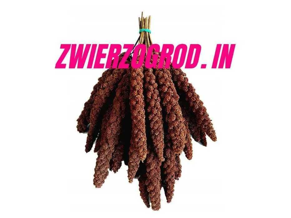 ** Proso Senegalskie Czerwone ** w Kłosach 5 kg !!! zwierzogrod.in