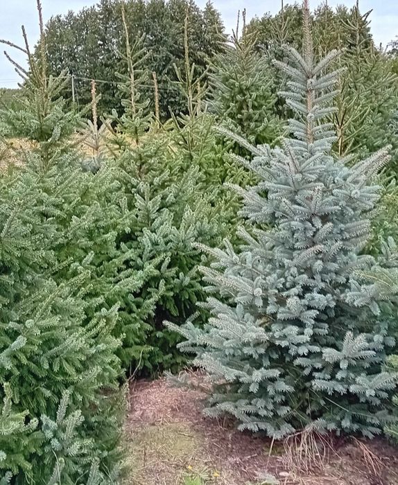 Choinki,choinka,świerki, jodła kaukaska, świerk srebrny w doniczkach