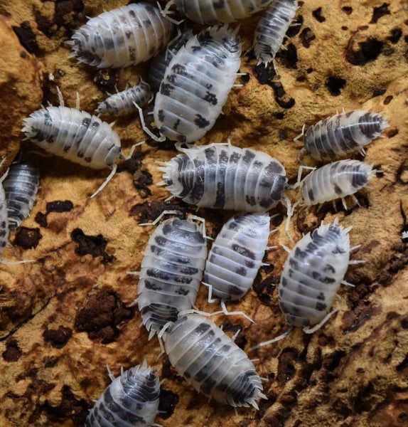 Мокриці/Мокрицы  "Коровки" Porcellio laevis "Dairy Cow"