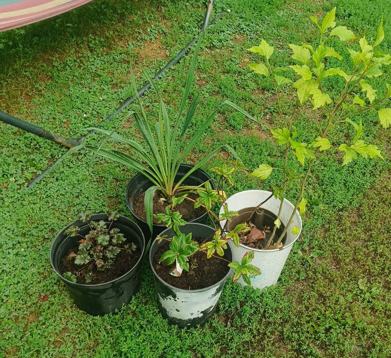 Juka karolińska, żurawka, hibiskus i azalia