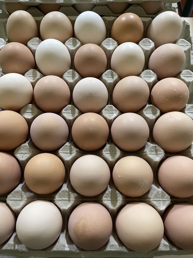 Jaja wiejskie producent rolnik od ziarna do jaja, jajko to zycie!