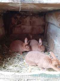 Młode króliki nowozelandzkie czerwone