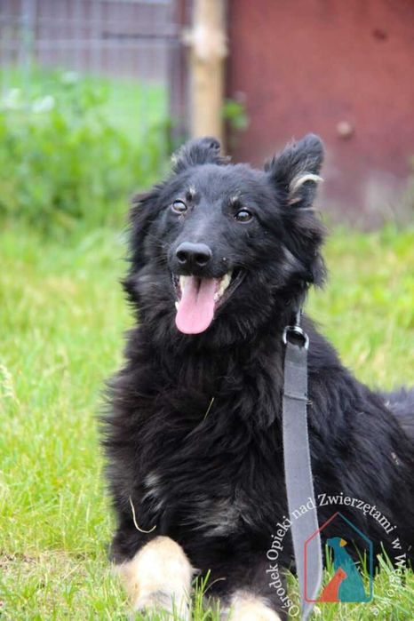 Młody piesek Noli szuka domu.Adoptuj!