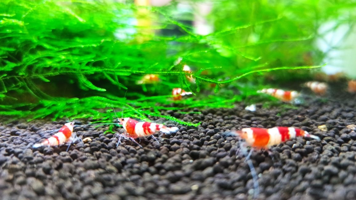 Krewetki Crystal Red