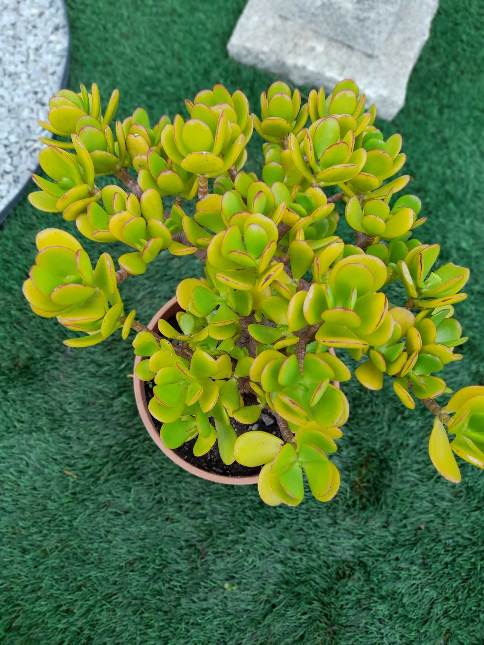 Suculenta Crassula Ovata(Planta Jade)