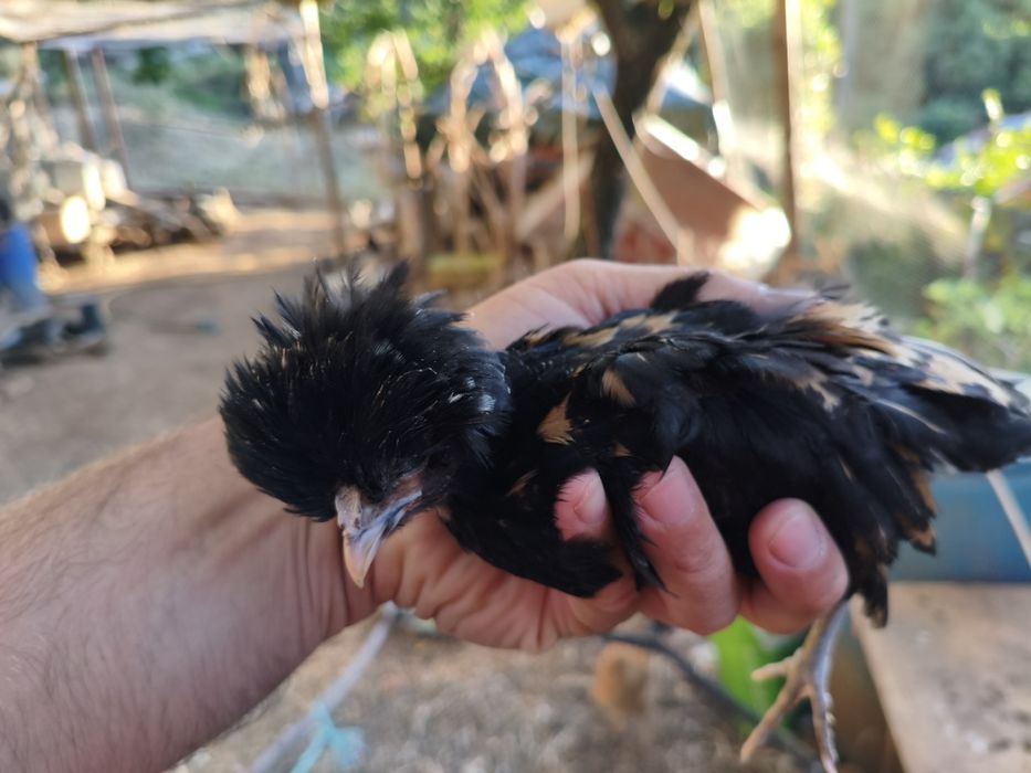 Vendo pintos Paduanas
