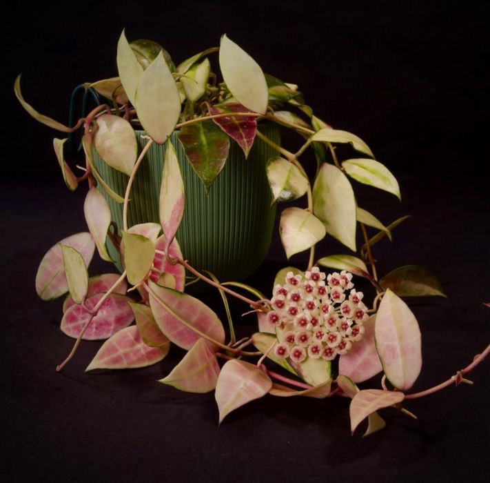 Хойя Hoya walliniana variegata