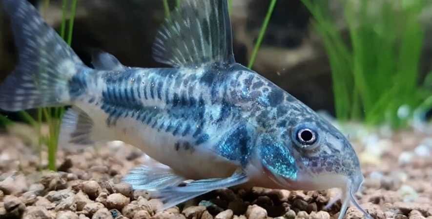 Kirysek pstry - Corydoras paleatus - Kirys - dowóz, wysyłka
