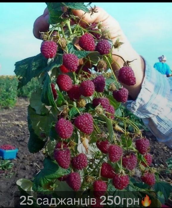 Соковита малина продаємо Рання
