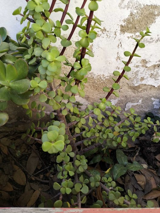 Arbusto-Elefante ou Jade-Anã 50cm