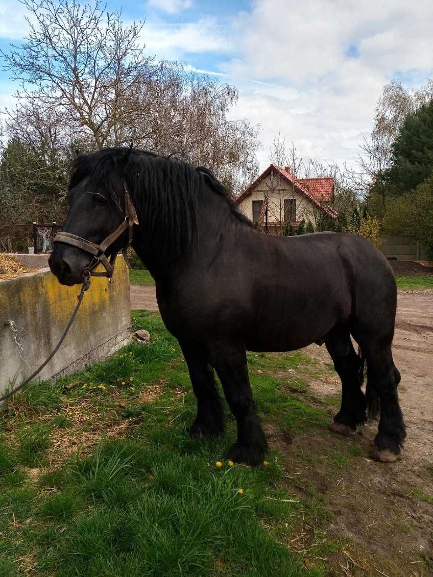 Sprzedam klacz zimnokrwistą ze źrebakiem