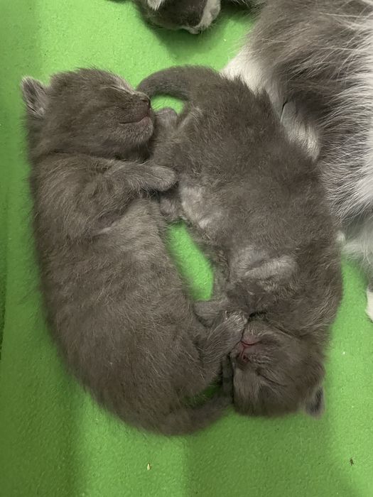 Кошенятка котики кішечки