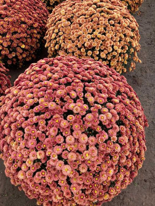 Chryzantemy drobnokwiatowe