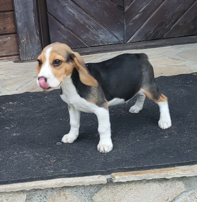 Beagle piesek sprzedam