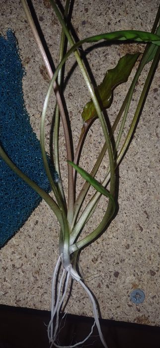 Plantas de aquário