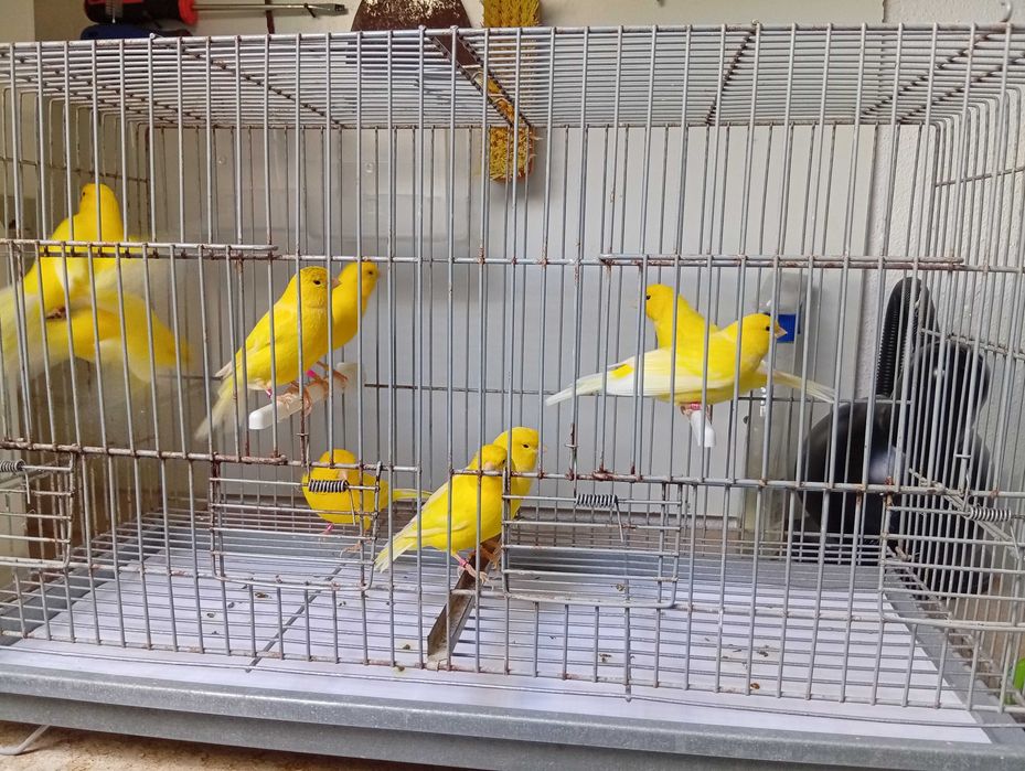 Canários Liliana amadora