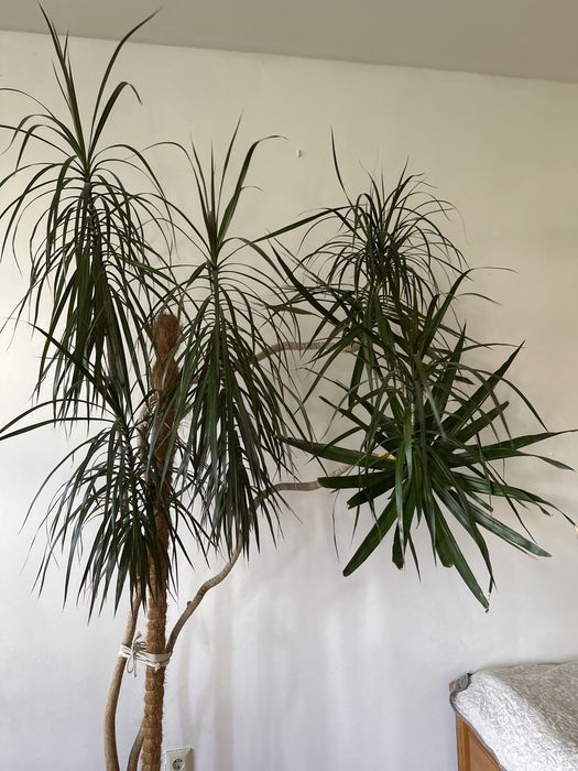 Пальма драцена 225+ см