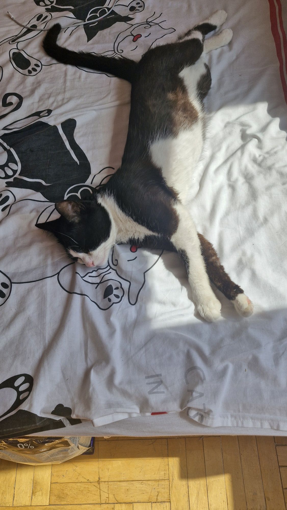 Котик в пошуках нової сім'ї