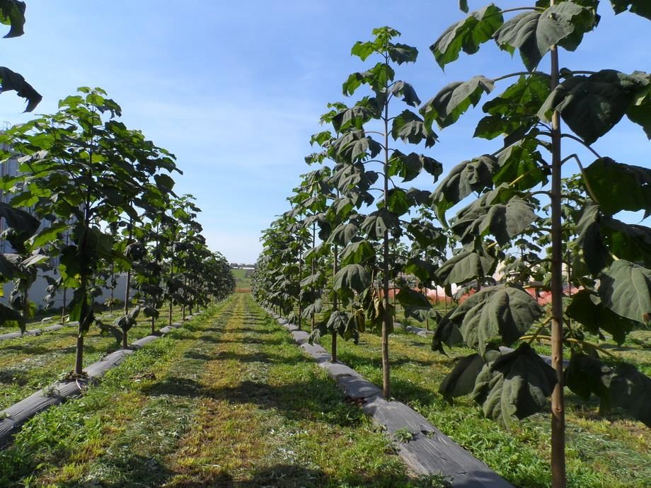 Paulownia Shang Tong, Drzewo szybko rosnące. PRODUCENT