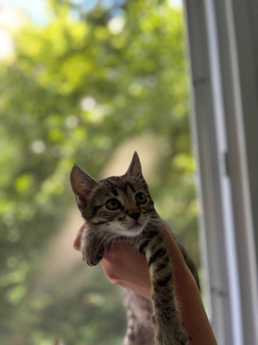 Кошенята малі тигрики котята хлопчик і дівчинка