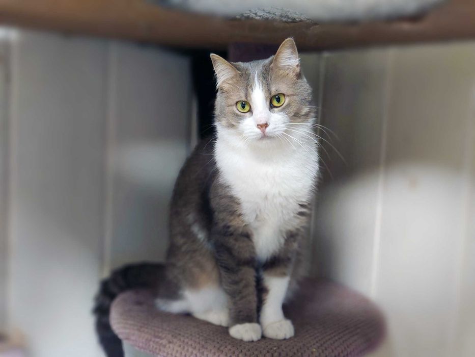 Ніжна кицюня Доллі 1рік шукає домівку! сріблясто-біла кішка кошеня кіт