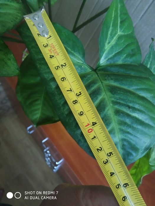 Комнатный цветок сигнониум Грея