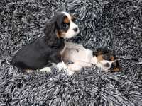 Cavalier king charles spaniel piesek