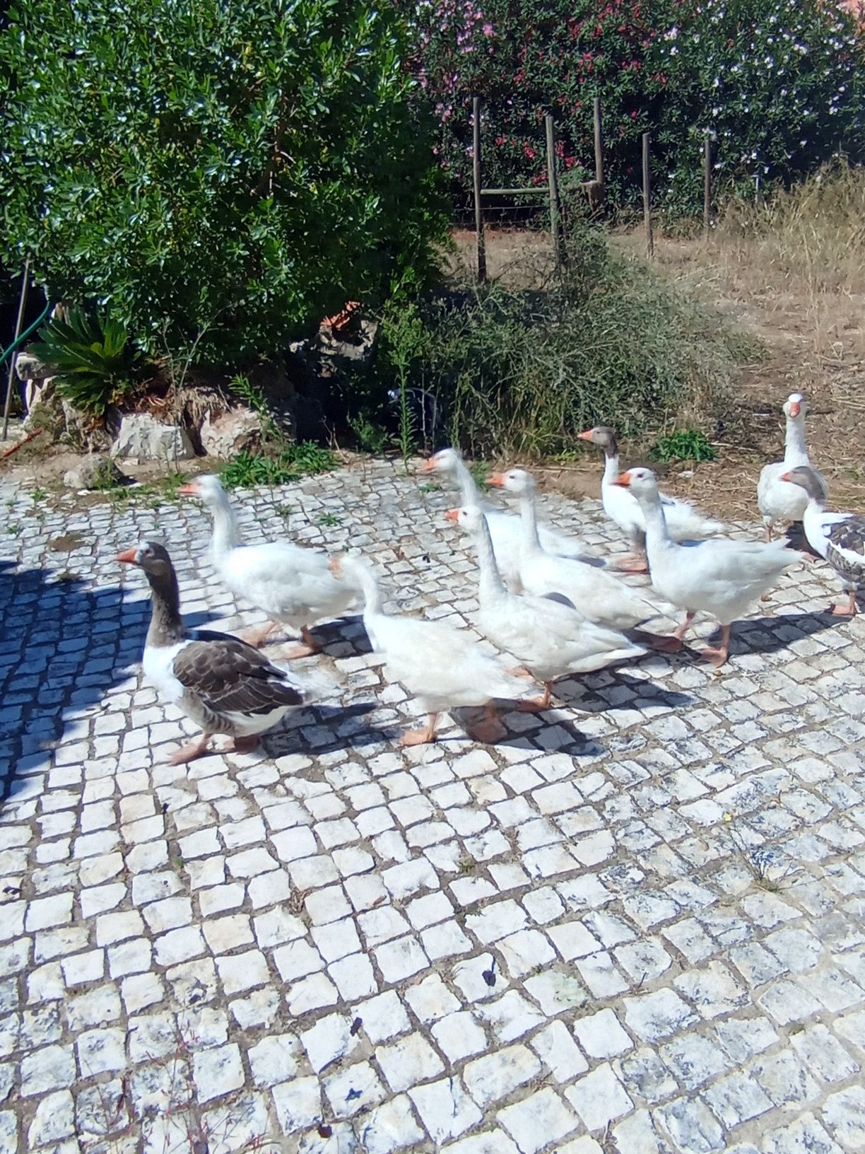 Gansos (Toulouse) com 9 meses