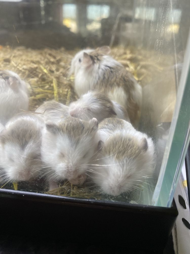 Hamsters bebe com 1 mes