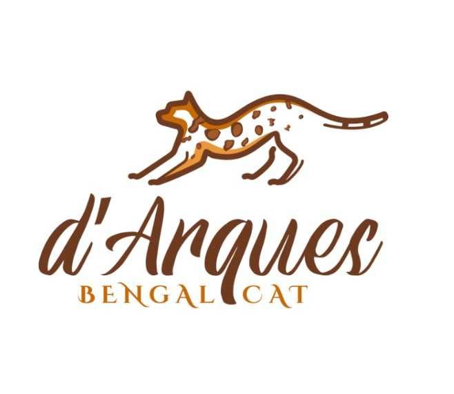 Gatinho Bengal d’Arques