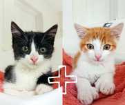 Kocie dzieci do adopcji - Kompot ze Śliwką