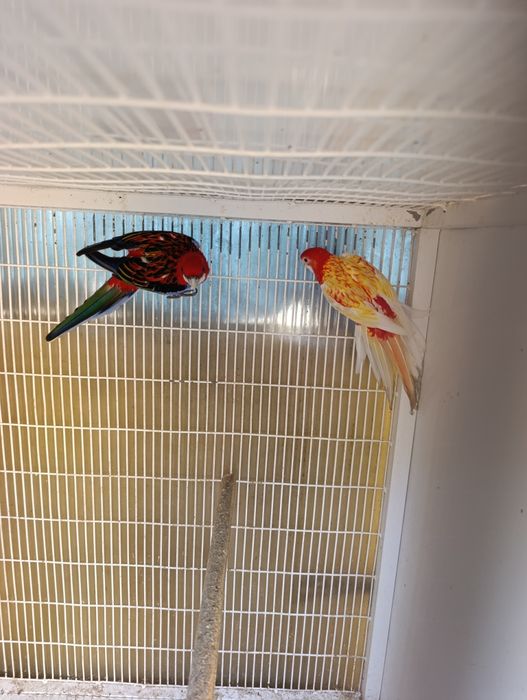 Vendo casal de roselas