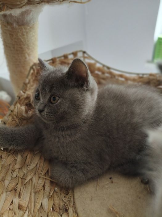 Kot Brytyjski Point niebieski