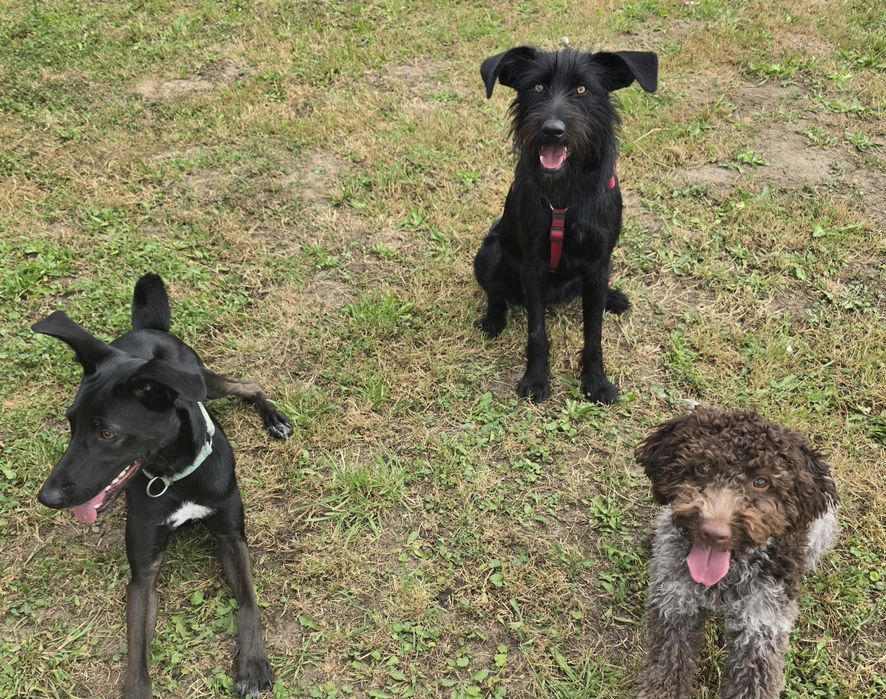 Szkolenie psów - Wodzisław Śląski