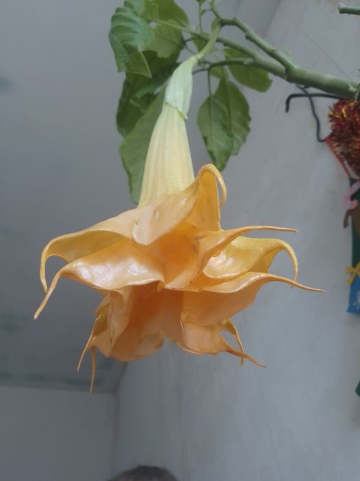 Бругмансия махровая